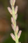 Carolina false vervain